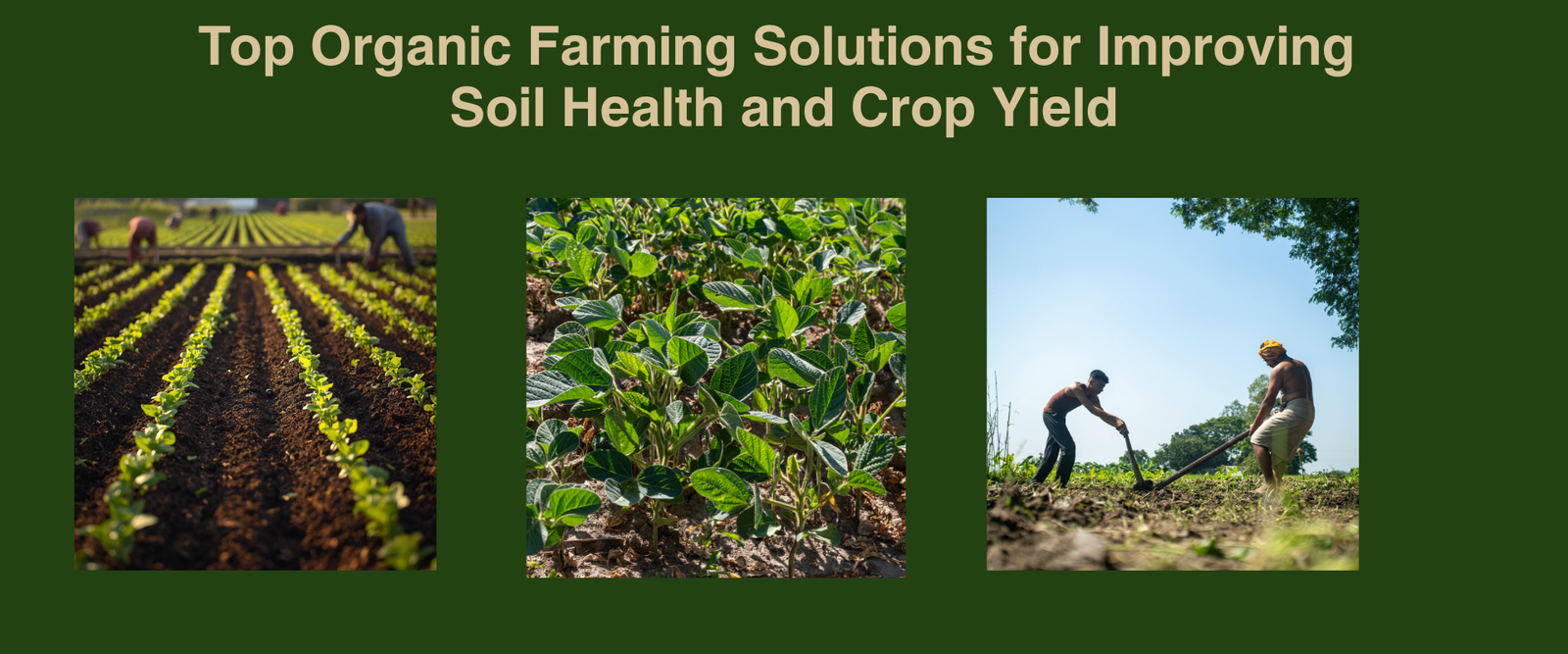 Top Organic Farming Solutions